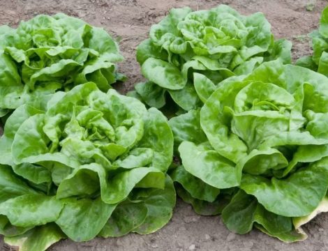 Lettuce butterhead（主图）